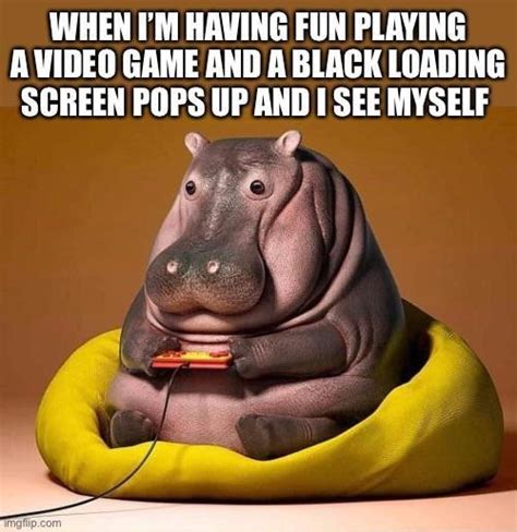 The Best Hippo Memes Memedroid
