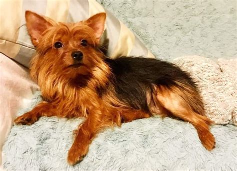 The Different Yorkie Colors And Your Guide To Understanding This