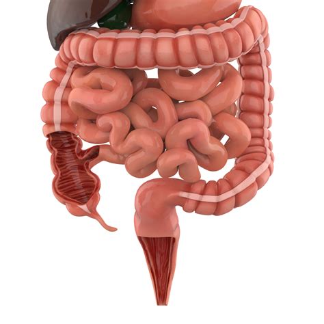Digestive System 3d Model Low Poly Game Ready Team 3d Yard 54 Off