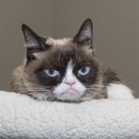 A Tribute To Grumpy Cat The Meme The Myth The Kitten