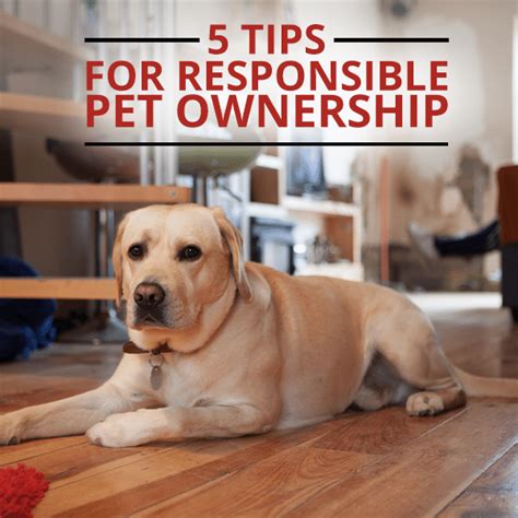 5 Tips Every Responsible Pet Owner Should Follow