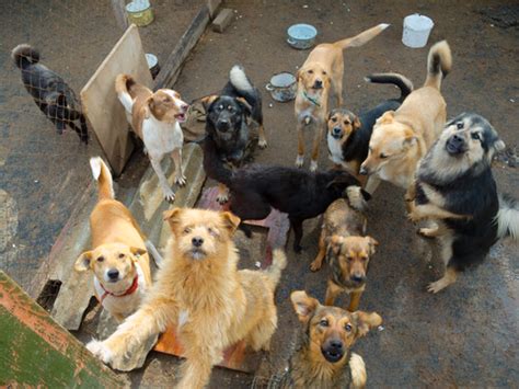 Requisitos para montar una protectora de animales - Mis Animales