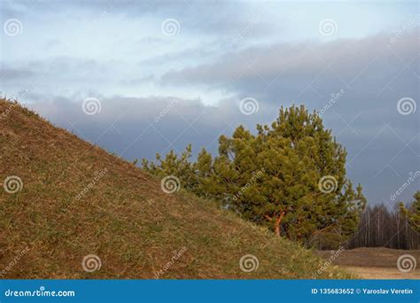 Beautiful Landscape A Hill With Pine Tree Stock Photo Image Of
