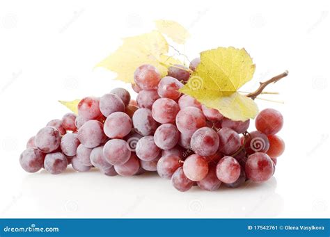 Grape Isolated Stock Image Image Of Nature Autumn Spray 17542761