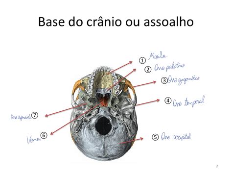 O Que é Circunferência Craniana