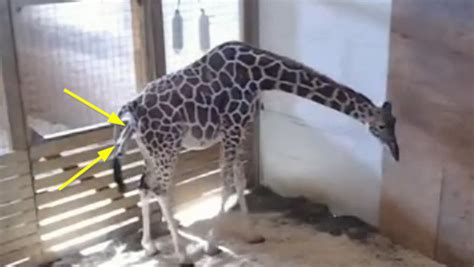 Live Stream April The Giraffe About To Give Birth