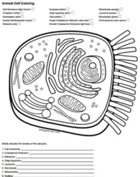 Cells alive plant cell worksheet answer key with plant and animal cell worksheets choice image worksheet math for kids. Animal Cell Coloring - Answer Key by Biologycorner | TpT