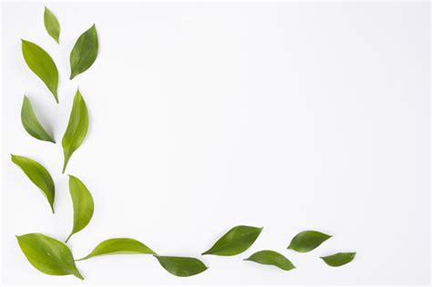Añadir a la lista de deseos. Simple corner with leafs on white background Photo | Free Download