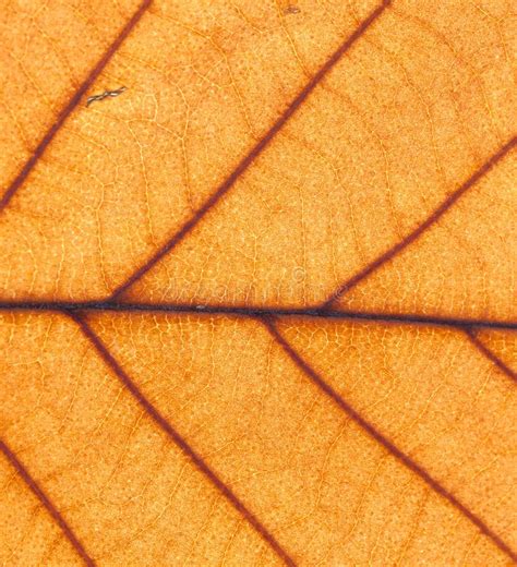 Autumn Orange Leaf Texture Extreme Closeup Stock Photo Image Of