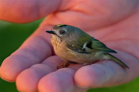 Top 10 Smallest And Cutest Birds In The World The Mysterious World