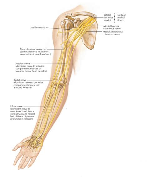 Anatomy Of Radial Median Ulnar Nerve Kulturaupice