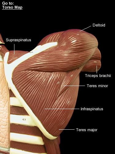 The biceps brachii, deltoid, external oblique, infraspinatus, inguinal ligament, internal oblique, latissimus dorsi, levator scapulae, pectoralis major, platysma. Torso N2: Shoulder