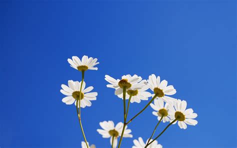 Download your wallpaper today and match it to your n Flowers and a blue sky by lassekongo83 on DeviantArt