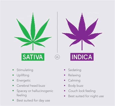 Cannabis Sativa E Indica Diferença