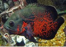 Harga ikan oscar full red ini di bandrol mulai dari 500rb rupiah per ekornya di ukuran 8cm. Oscar, Ikan Hias Air Tawar Termahal - Ikan Hias Air Tawar Laut dan Aquarium