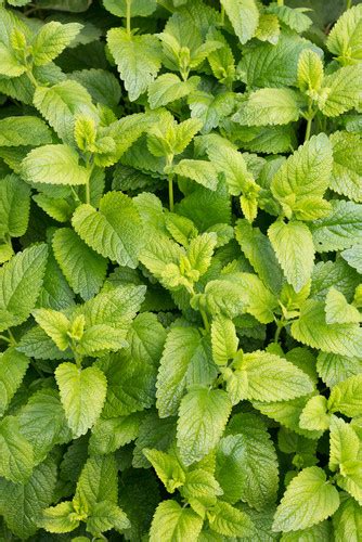 Lemon Mint Seeds For The South