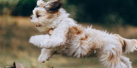 All About Hypoallergenic Dogs And Which Breeds Are Best