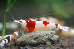 Bee Shrimp Caridina Cantonensis Sp The Free Freshwater And