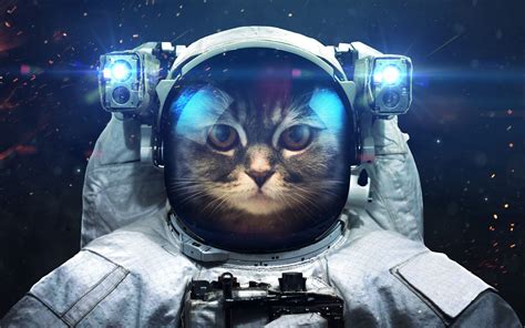 Space Cat Astronaut Cat Space Animals Space Cat