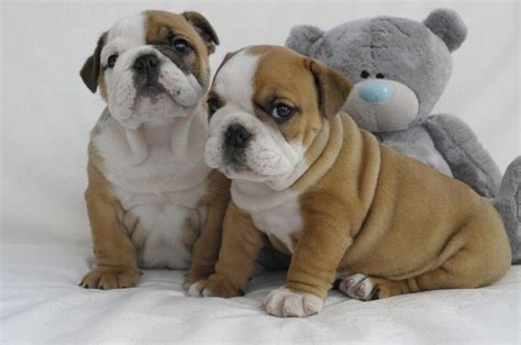 English Bulldog Puppies For Sale Orlando Fl 255133