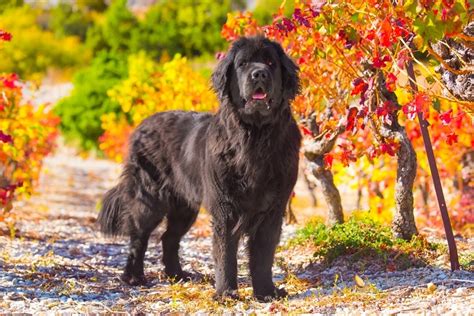 Newfoundland Dog Breed Guide Pictures Traits Care And More Pet