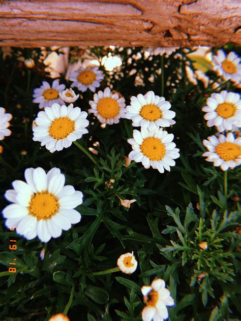 May Flowers Yellow Phone Background White Flowers Aesthetic