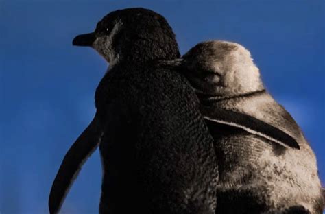 Zwei Pinguine, die ihre Partner verloren haben, treffen ...