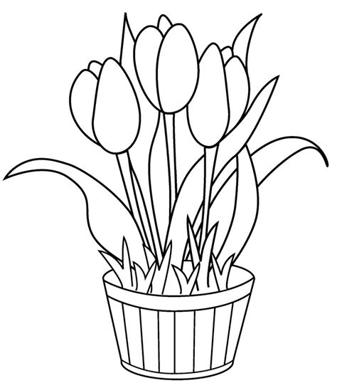Gambar Mewarnai Bunga Tulip Terbaru Gambarcoloring