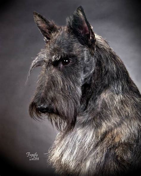 17 Best Images About Scottie Dogs Rule The Pack On Pinterest Scottish