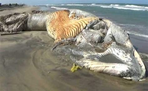 In some cases, not registered on network error can be a direct result of an account issue. 33-Feet-Long Whale Carcass Washed Ashore in Tamil Nadu