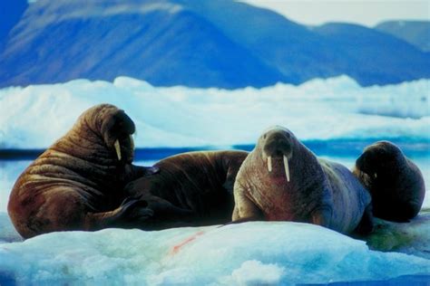 Are Walruses Going Extinct In Alaska Animals Momme