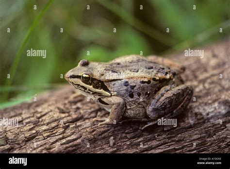 Wood Frog Rana Sylvatica On Log Stock Photo Alamy