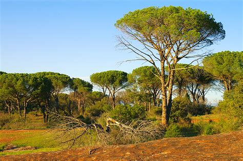 Check spelling or type a new query. Photos du Massif des Maures - Pins parasols dans la Plaine ...