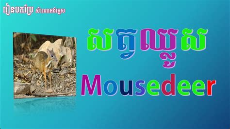 Topic 243 Mousedeer សត្វឈ្លូស Short Topic Mousedeer Essay With