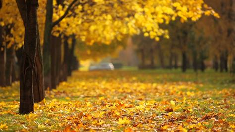 Free online tool to remove backgrounds automatically. fall background video - YouTube