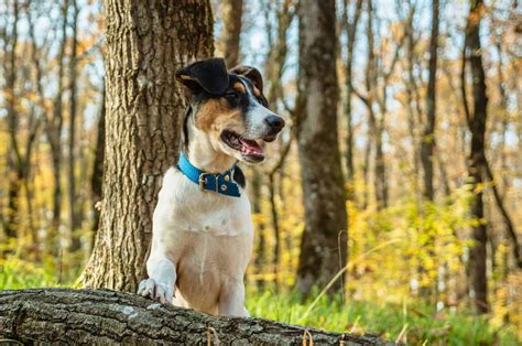 What Is A Hanging Tree Dog And Should You Get One Yourself