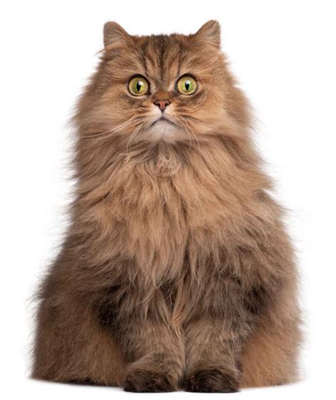 Why Brown Cats Are Rare Pics Of 11 Brown Cat Breeds Cat World