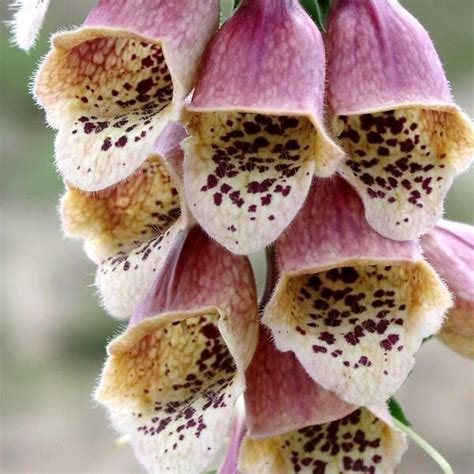 Thus the difference between annual plants and perennials. Foxglove Seeds | 29 Varieties | Perennial Flower Seeds ...