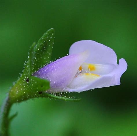 Edy Oei On Instagram Wonders Of Macro World Tiny Flower With