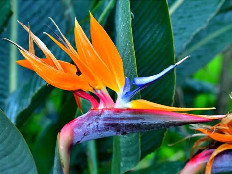 Bird Of Paradise Is It Toxic Poison Control