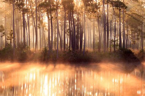 Florida Everglades Photography Photophique