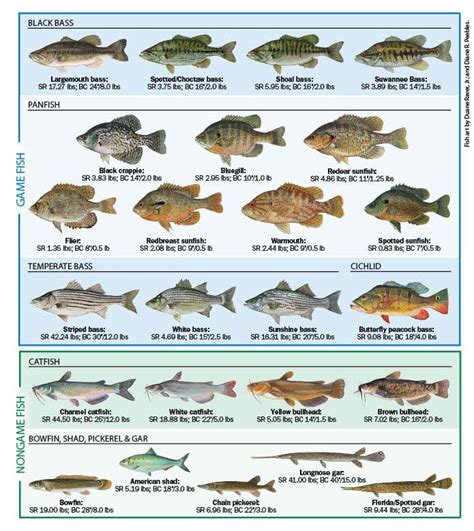Florida Fish Size Chart
