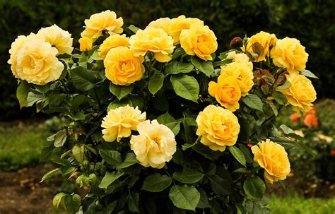 Rose Bush Flowers Yellow Flower · Free Photo On Pixabay