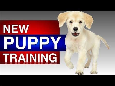 Purebred golden retriever puppies trained by our top flight program here at golden meadows retrievers. YouTube | Puppy training, Puppy training biting, Dog ...
