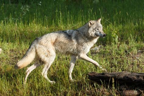 Restore wolves or slaughter deer to save Japanese forests? | South