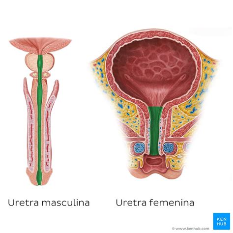 Uretra Masculina Y Femenina Anatomía Histología Función Kenhub