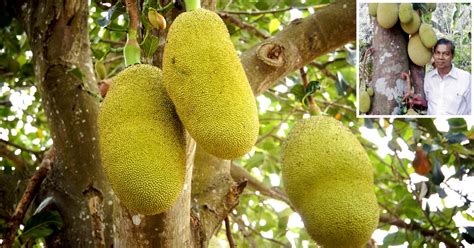 Major two types of varieties soft flesh and firm flesh are found. 73-Year-Old Kerala Man Nurtures 210 Types of Jackfruit in ...
