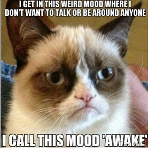 I am once again getting laughed at by a cat while i sit on another cats head. New Grumpy Kitty Quotes. QuotesGram