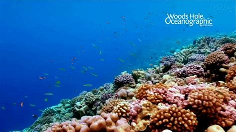 Zoom allows users to create virtual meetings. Download WHOI's free ocean-themed virtual backgrounds ...