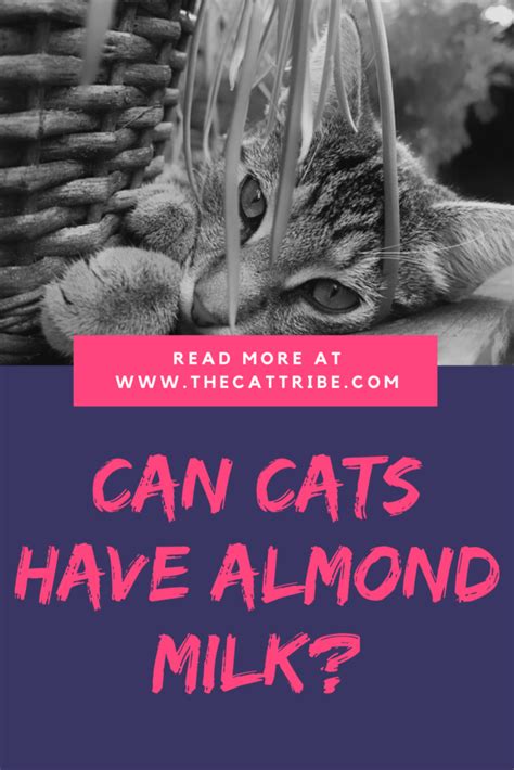 She can get everything she needs from her normal cat food, whether that's dry cat almonds aren't deadly for cats, but almond vanilla milk doesn't have a lot of beneficial nutrients for cats either. Can Cats Have Almond Milk? Find Out The 3 Best Benefits Of ...